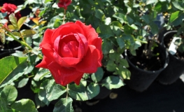 Flammentanz - róża pnąca - Rosa Flammentanz