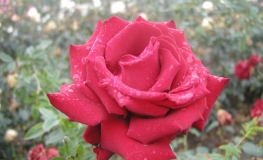 Burgund - Großblütige Rose - Rose Burgund
