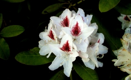 Schneeauge - Rhododendron hybrid - Schneeauge - Rhododendron hybridum