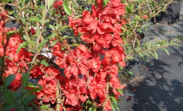 Chaenomeles 'Friesdorfer  205' - Flowering quince - Chaenomeles 'Friesdorfer  205'