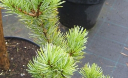Pinus parviflora 'Tempelhof' - sosna drobnokwiatowa - Pinus parviflora 'Tempelhof'