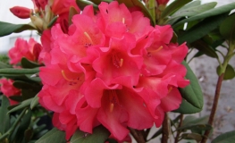 Abendsonne - Rhododendron Hybride - Abendsonne - Rhododendron hybridum