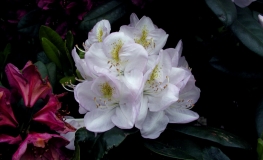 Gomer Waterer - Rhododendron hybrid - Gomer Waterer - Rhododendron hybridum