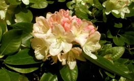 Lachsgold - różanecznik wielkokwiatowy - Lachsgold - Rhododendron hybridum