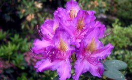 Libretto - Rhododendron hybrid - Libretto - Rhododendron hybridum