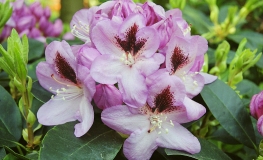 Lugano - różanecznik wielkokwiatowy - Lugano - Rhododendron hybridum