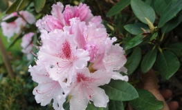 Progres - różanecznik wielkokwiatowy - Progres - Rhododendron hybridum