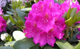 Pearce's American Beauty - Rhododendron hybrid - Pearce's American Beauty - Rhododendron hybridum