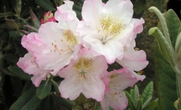 St. Michel - różanecznik wielkokwiatowy - St. Michel - Rhododendron hybridum