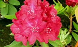 Mars - różanecznik wielkokwiatowy - Mars - Rhododendron hybridum