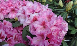 Claudius - Rhododendron williamsianum - Claudius - Rhododendron hybridum