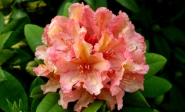 Brasilia - wardii-hybr. - Rhododendron hybrid - Brasilia - wardii-hybr. - Rhododendron hybridum