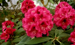 Mieszko I - Rhododendron Hybride - Mieszko I - Rhododendron hybridum