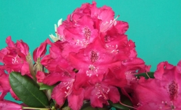 Zygmunt III Waza ROYAL CRIMSON PBR - Rhododendron Hybride - Zygmunt III Waza ROYAL CRIMSON PBR - Rhododendron hybridum