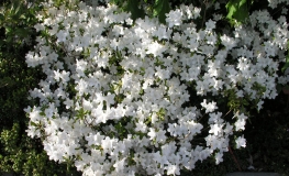 Luzi - Japanische Azalee - Luzi - Rhododendron kiusianum