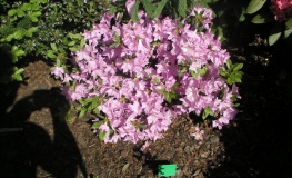 Staccato - Japanische Azalee - Staccato - Rhododendron