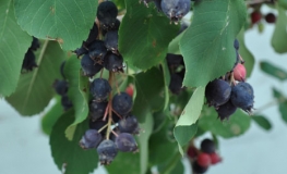 Amelanchier alnifolia Smoky - Serviceberry  ; Saskatoon - Amelanchier alnifolia Smoky