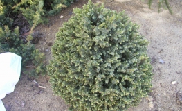 Picea sitchensis 'Tenas' - Sitka spruce - Picea sitchensis 'Tenas'