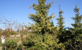 Picea omorika 'Aurea' - świerk serbski - Picea omorika 'Aurea'