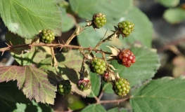Rubus fruticosus Black Satin - Thornless Blackberry - Rubus fruticosus Black Satin