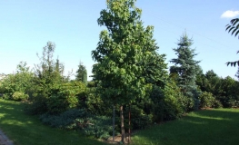 Liquidambar styraciflua - Amerikanische Amberbaum - Liquidambar styraciflua