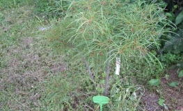 Frangula alnus 'Asplenifolia' - Alder buckthorn ; glossy buckthorn, - Frangula alnus 'Asplenifolia' ; Rhamnus frangula
