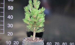 Pinus heldreichii 'Satellit' - sosna bośniacka - Pinus heldreichii 'Satellit' ; Pinus leucodermis