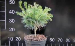 Pinus radiata 'Nana' - Monterey-Kiefern - Pinus radiata 'Nana'
