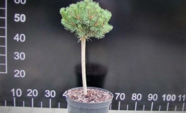 Pinus mugo 'Uncinata Compacta'  - Bergkiefer - Pinus mugo 'Uncinata Compacta' ; Pinus uncinata