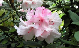 Aloha- Rhododendron hybridum - Aloha- Rhododendron hybridum