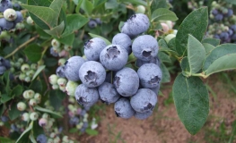 Bluegold - Highbush blueberry - Bluegold - Vaccinium corymbosum