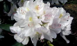 Catawbiense Album - Rhododendron hybrid - Catawbiense Album - Rhododendron hybridum