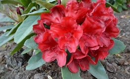Dotella - Rhododendron Yakushimanum - Dotella - Rhododendron Yakushimanum