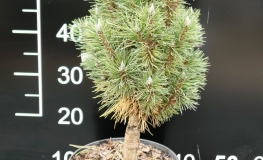 Pinus nigra 'Richard' - sosna czarna - Pinus nigra 'Richard'