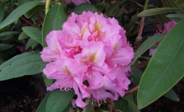 Late Kiss - Rhododendron Hybride - Late Kiss - Rhododendron hybridum