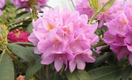 Becca - Rhododendron Hybride - Becca - Rhododendron hybridum