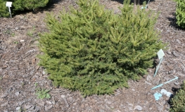 Pinus sylvestris 'Skjak' - Wald-Kiefer - Pinus sylvestris 'Skjak'