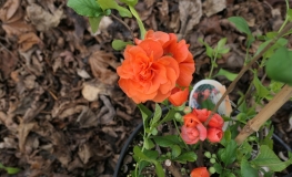 Chaenomeles speciosa 'Orange Storm'-  Flowering quince - Chaenomeles speciosa 'Orange Storm'