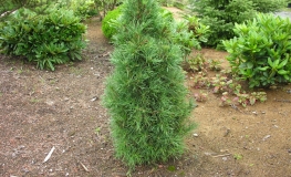 Pinus sylvestris 'Globosa Viridis' - Scots pine - Pinus sylvestris 'Globosa Viridis'