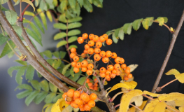 Sorbus ×arnoldiana 'Apricot Queen' - Jarząb 'Apricot Queen' - Sorbus ×arnoldiana 'Apricot Queen'