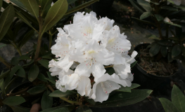 Biko PBR - Rhododendron yakushimanum - Biko PBR - Rhododendron yakushimanum