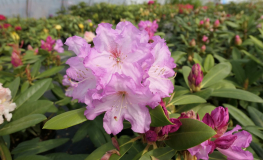 Nicoletta - Rhododendron Yakushimanum - Rhododendron yakushimanum 'Nicoletta'