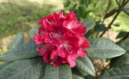 Krakovec - Rhododendron Hybride - Rhododendron hybrid 'Krakovec'