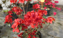 Čertoryje - Azalee - Čertoryje - Rhododendron