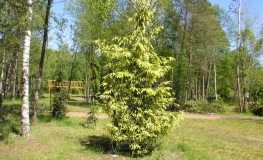Pinus heldreichii  'Aureospicata' -Gold-tipped Bosnian Pine - Pinus  heldreichii  'Aureospicata'  ; Pinus leucodermis
