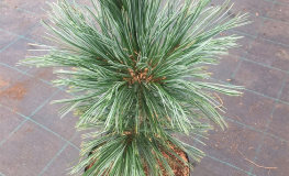 Pinus flexilis 'Vanderwolf's Pyramid' - sosna giętka - Pinus flexilis 'Vanderwolf's Pyramid'