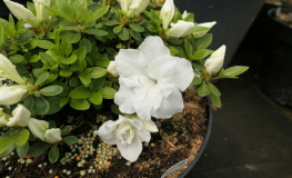 Cita - azalia japońska - Cita - Rhododendron