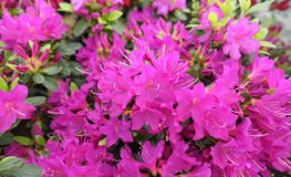 Purpertraum - Japanische Azalee - Purpertraum - Rhododendron (Azalea)