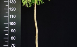 Metasequoia glyptostroboides White Spot - metasekwoja chińska - Metasequoia glyptostroboides White Spot