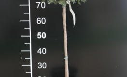 Picea omorika 'Frohnleiten' -Dwarf Serbian Spruce - Picea omorika 'Frohnleiten'